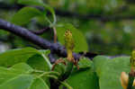 Cucumber tree